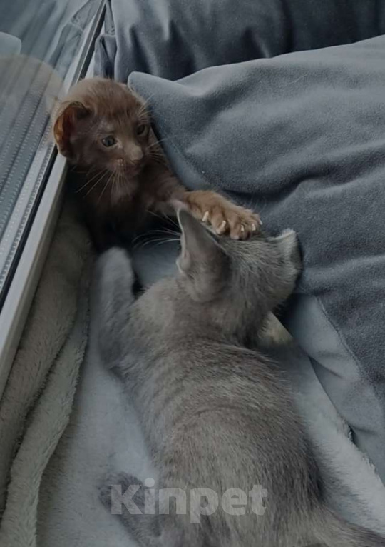 Кошки в Москве: Ориентальная девочка Девочка, 65 000 руб. - фото 2