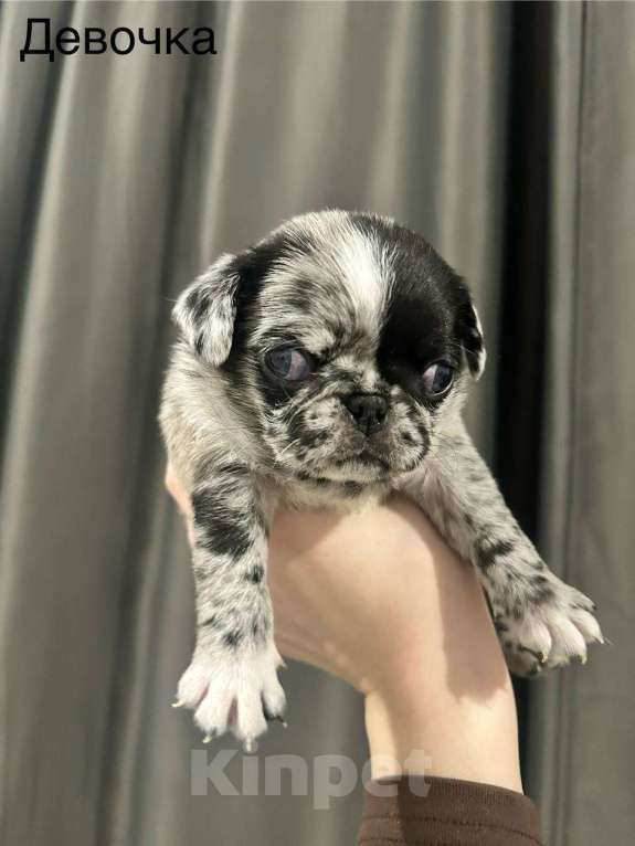 Собаки в Екатеринбурге: Мопс девочка в мраморном окрасе Девочка, 70 000 руб. - фото 1