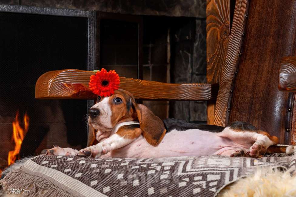 Собаки в Истре: Артезиано-нормандский бассет Девочка, 150 000 руб. - фото 10