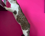 Кошки в Красногорске: Чудесный котик Валентин очень хочет чтобы его забрали домой Мальчик, 50 руб. - фото 4
