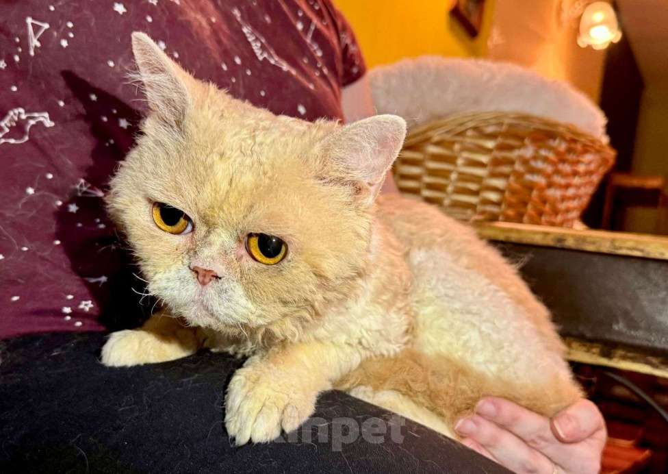 Кошки в Москве: Котик Кудряш в добрые руки  Мальчик, Бесплатно - фото 2