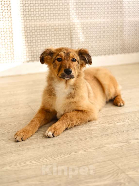 Собаки в Москве: Щенок бесплатно в Москве Девочка, Бесплатно - фото 2