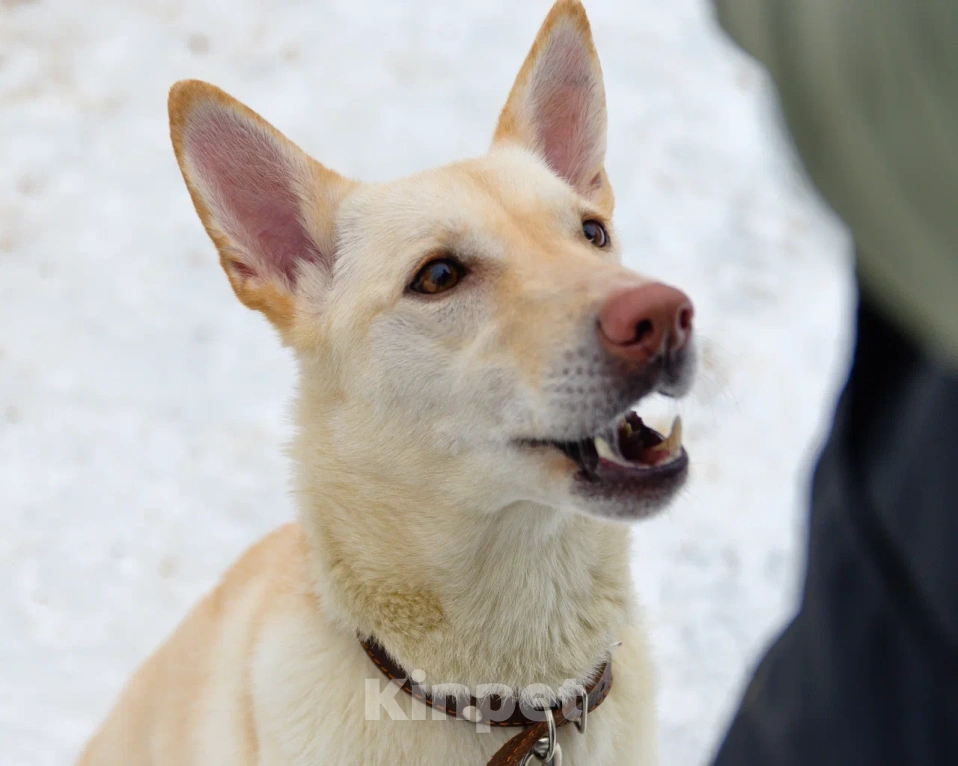Собаки в Москве: Сильвия Девочка, Бесплатно - фото 4