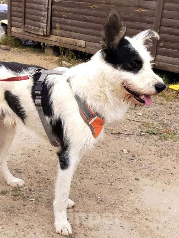 Собаки в Москве: Весельчак Добби в поисках семьи Мальчик, Бесплатно - фото 4