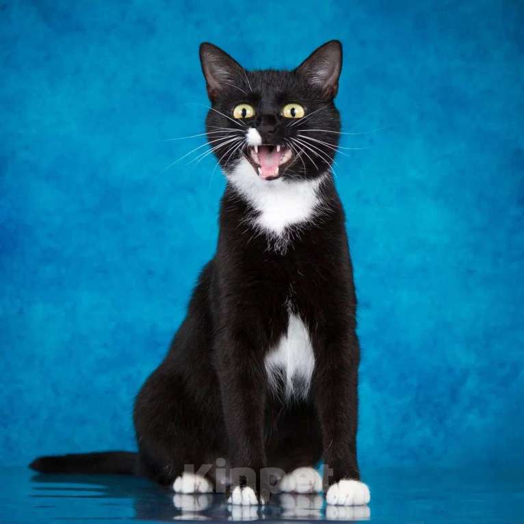 Кошки в Москве: Ищет дом молодая кошечка Мей Девочка, 1 руб. - фото 4