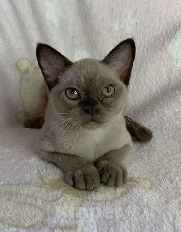 Кошки в Дмитрове: Шоколадная бурманская девочка Bell Девочка, 35 000 руб. - фото 2