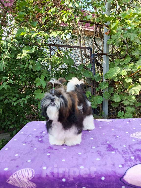 Собаки в других городах Краснодарского края: Малыш ши- тцу Мальчик, 50 000 руб. - фото 4