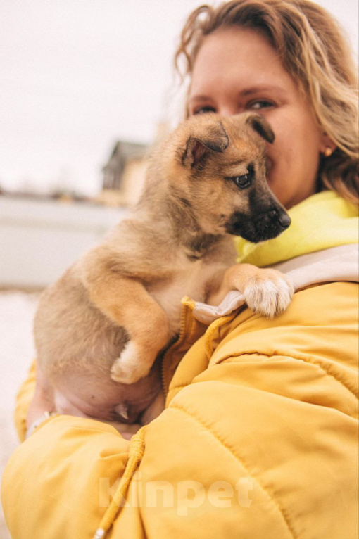 Собаки в Рязани: Щенок от небольшой собачки Мальчик, Бесплатно - фото 4