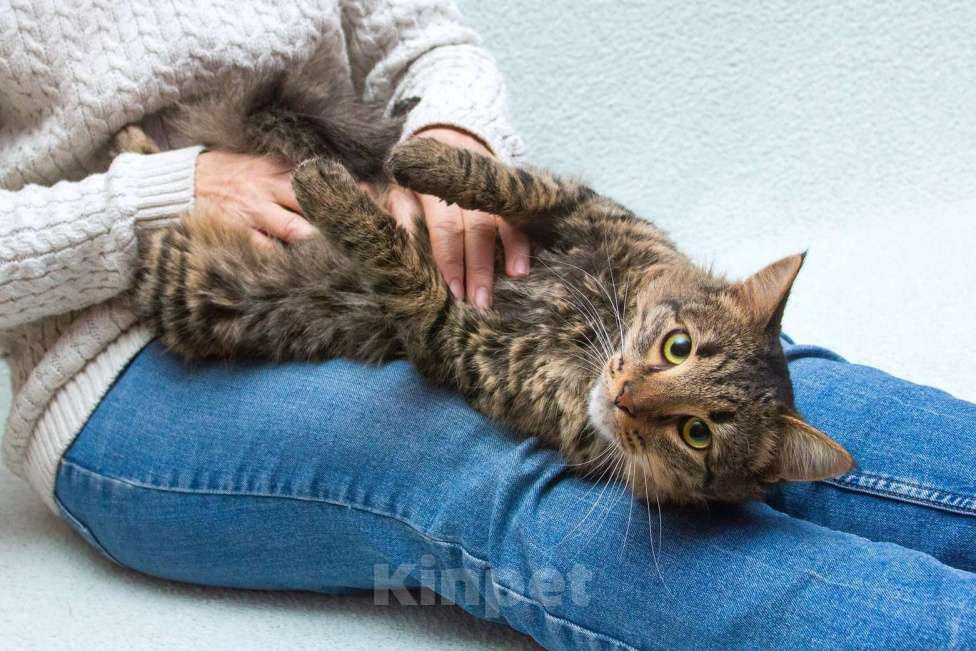 Кошки в Москве: Пушистый сибиряк Симба в добрые руки Мальчик, 1 руб. - фото 5