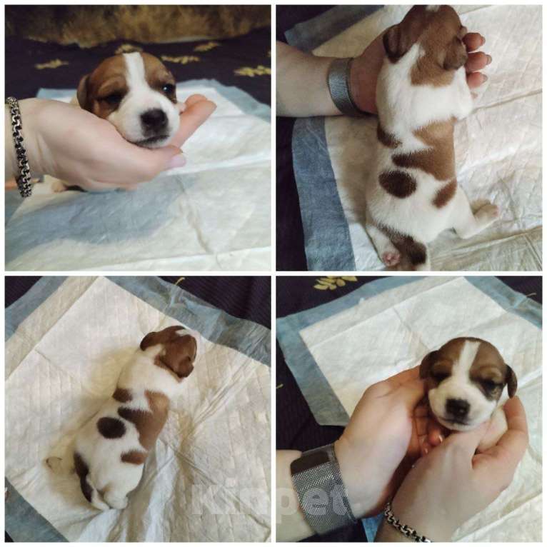 Собаки в Архангельске: Щенки джек-рассел-терьер Мальчик, 15 000 руб. - фото 4