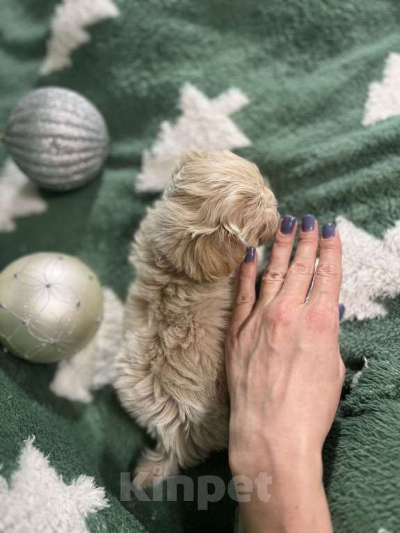 Собаки в Москве: Микро мальчик мальтипу f1, будет крошечный, очень красивый, игривый, аккуратный! Мальчик, 150 000 руб. - фото 3