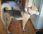 Собаки в Котельнике: Пес Байкал ищет дом Мальчик, Бесплатно - фото 7