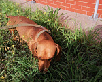 Собаки в Калининграде: Вязка такса, 1 руб. - фото 6