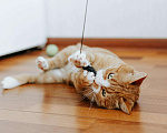 Кошки в Бологом: Кот Виконт, 55 руб. - фото 8