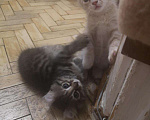 Кошки в Ливны: Котенок американский керл, 5 000 руб. - фото 4