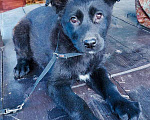 Собаки в Москве: Красивые щенки Берта и Блэки в добрые руки Девочка, Бесплатно - фото 5