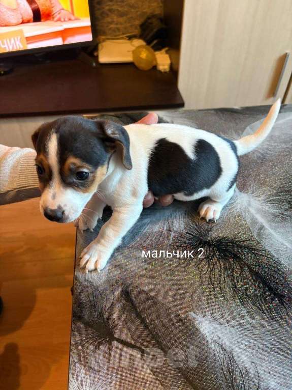 Собаки в Москве: Щенок 3 Мальчик, 30 000 руб. - фото 3