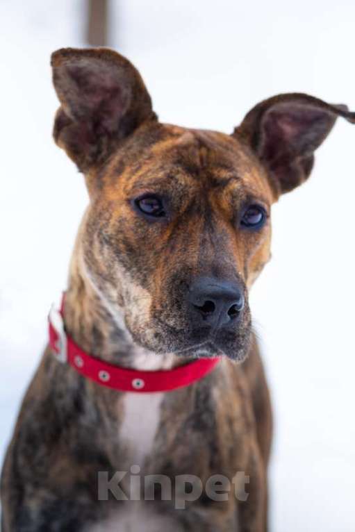 Собаки в Москве: Алано эспаньол Найта в добрые руки Девочка, Бесплатно - фото 3