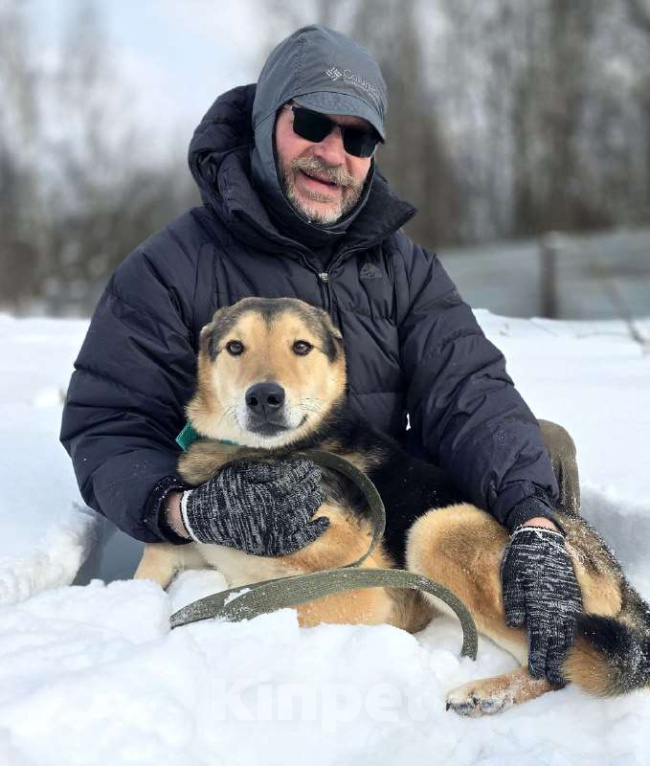 Собаки в Королеве: Марк - нежный мальчик Мальчик, Бесплатно - фото 3