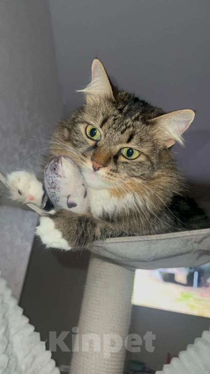 Кошки в Москве: Три кота три хвоста Мальчик, Бесплатно - фото 3