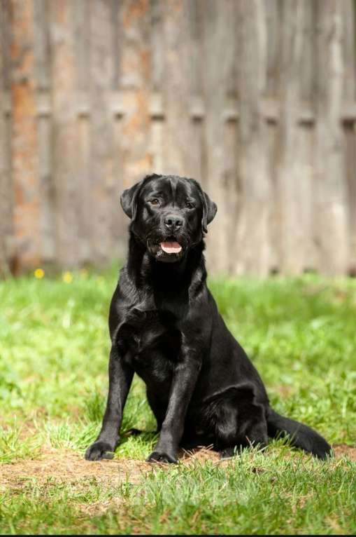 Собаки в Томске: Чёрный подрощенный мальчик.  Мальчик, 30 000 руб. - фото 6