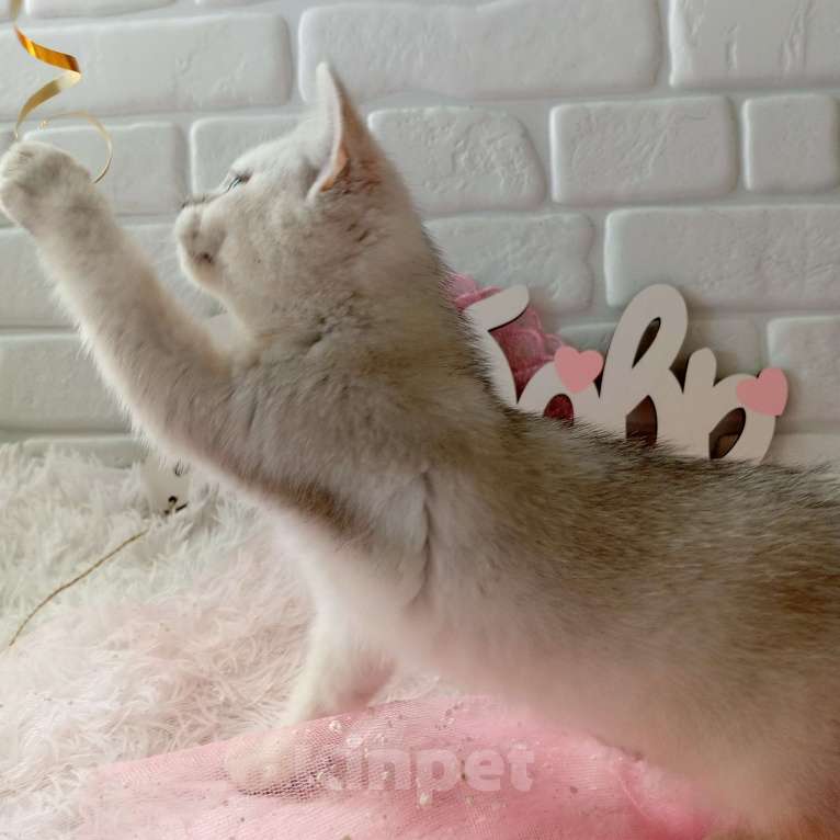 Кошки в Брянске: Снежная королева серебристая кошечка Девочка, 15 000 руб. - фото 9