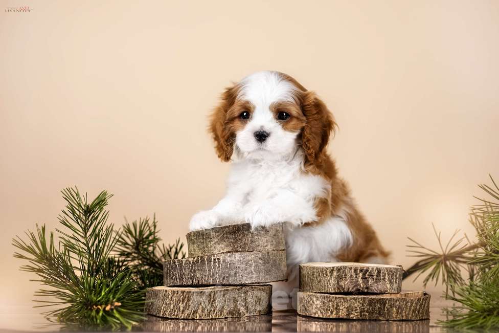 Собаки в Ярославле: Замечательный малыш Мальчик, 60 000 руб. - фото 1