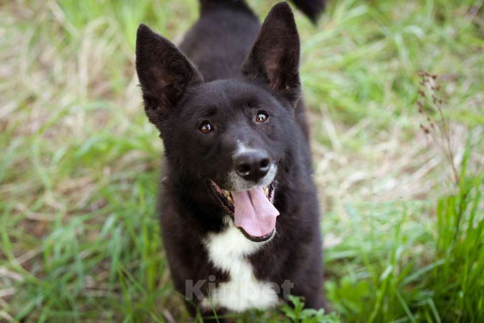 Собаки в Москве: Собака-компаньон в добрые руки! Мальчик, Бесплатно - фото 6
