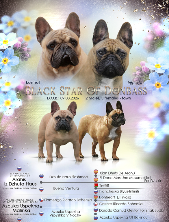 Собаки в Санкт-Петербурге: Щенки французского бульдога Разнополые, 80 000 руб. - фото 1