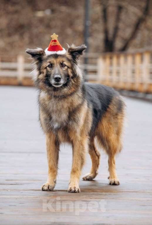 Собаки в других городах Московской области: Обладательница шикарной шубки и не менее шикарного характера в поисках семьи Девочка, Бесплатно - фото 2