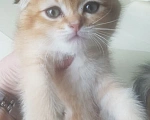 Кошки в Можайске: Котята Скоттиш фолд/страйт Разнополые, Бесплатно - фото 6