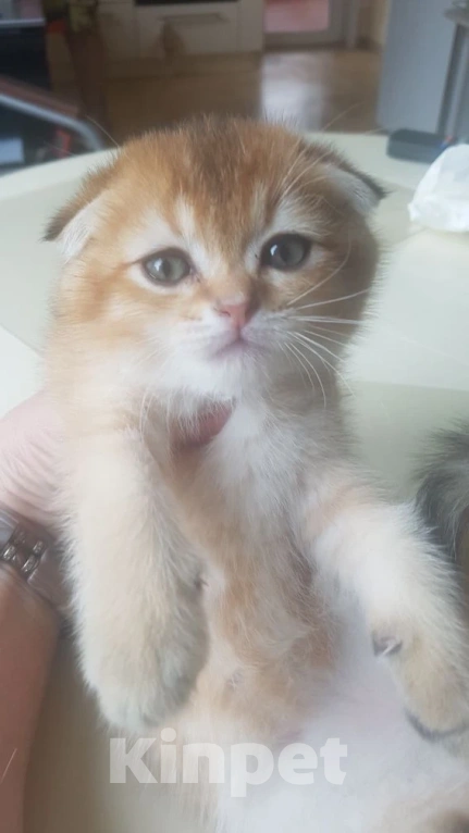 Кошки в Можайске: Котята Скоттиш фолд/страйт Разнополые, Бесплатно - фото 6
