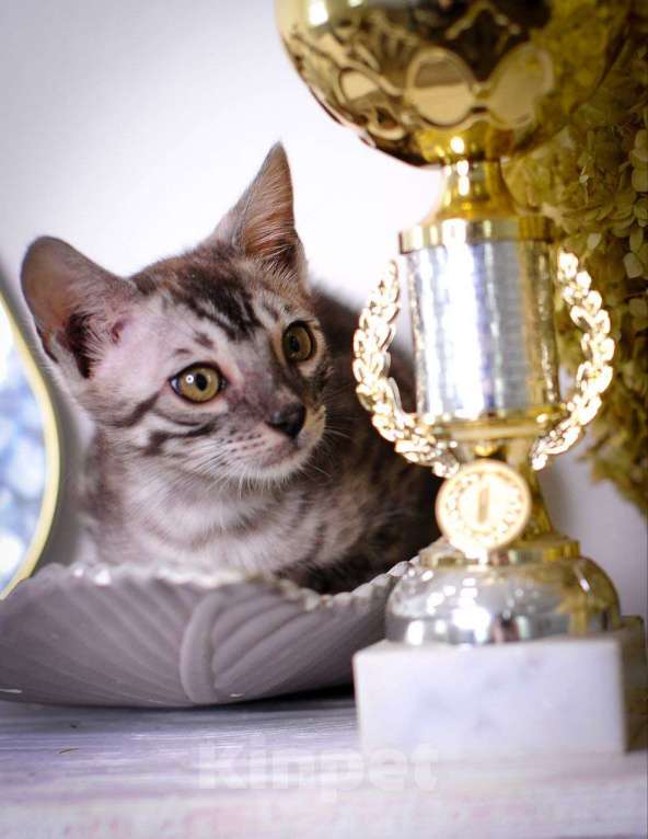 Кошки в Москве: бенгальский котенок серый серебро сильвер-дым Мальчик, 45 000 руб. - фото 1
