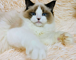 Кошки в Воронеже: Мальчик рэгдолл окрас биколор Мальчик, 50 000 руб. - фото 3
