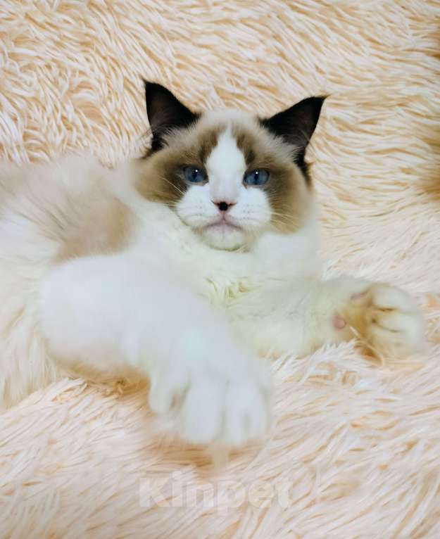 Кошки в Воронеже: Мальчик рэгдолл окрас биколор Мальчик, 50 000 руб. - фото 3