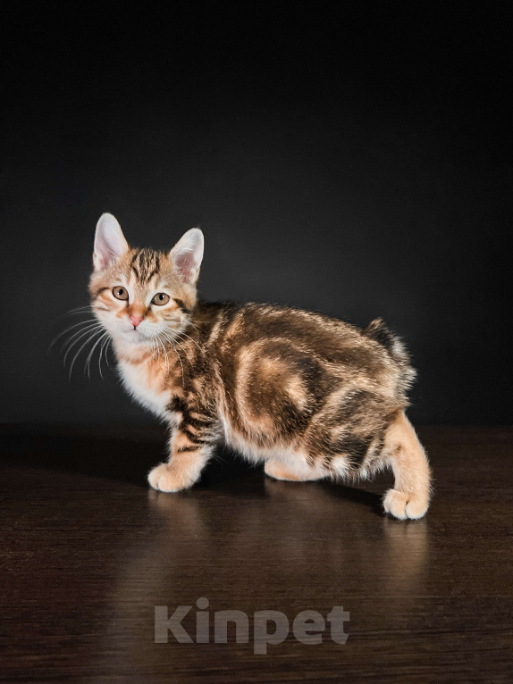 Кошки в Москве: Котята курильского бобтейла короткошерстные  Мальчик, Бесплатно - фото 5