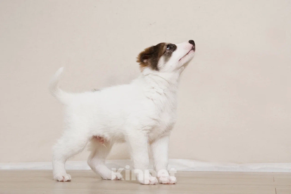 Собаки в Лосином-Петровском: Маршал якутенок Мальчик, Бесплатно - фото 9