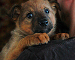 Собаки в Пушкино: Джесси рыжая красавица ищет дом Девочка, 1 руб. - фото 5