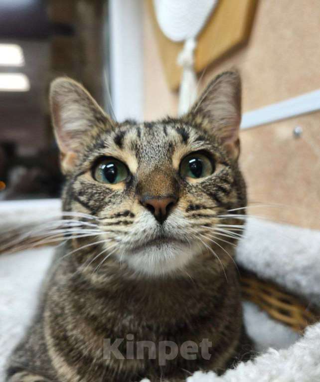 Кошки в Москве: Спокойная кошка в добрые руки Девочка, Бесплатно - фото 2