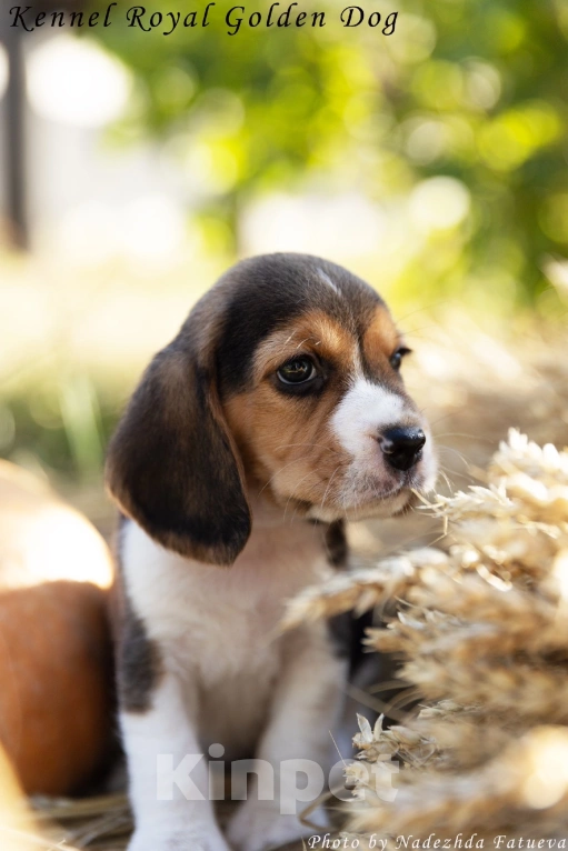 Собаки в Рязани: Девочка бигль Девочка, 60 000 руб. - фото 4