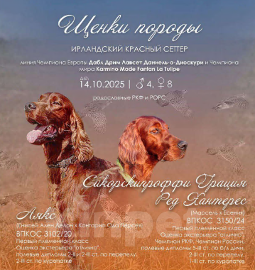 Собаки в Новосибирске: Щенки ирландского сеттера Девочка, 60 000 руб. - фото 2