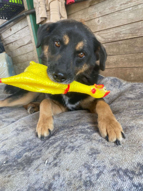 Собаки в Москве: Люк Мальчик, Бесплатно - фото 4