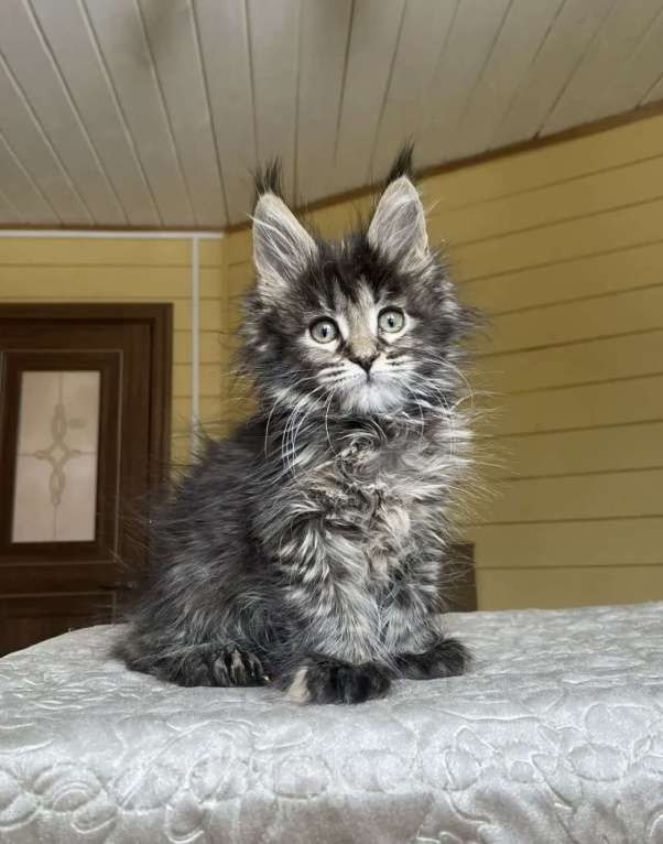 Кошки в Москве: Мейн-кун полидакт девчушка🔥 Девочка, 90 000 руб. - фото 6