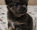 Собаки в Москве: Чихуахуа девочка Девочка, 83 000 руб. - фото 3