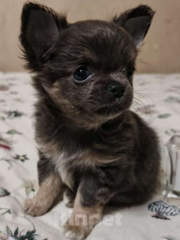 Собаки в Москве: Чихуахуа девочка Девочка, 83 000 руб. - фото 3