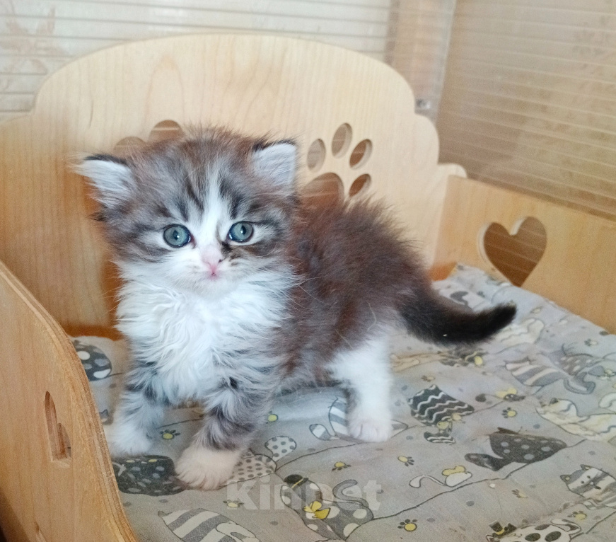 Кошки в Самаре: Кошка хайленд-страйт Девочка, 25 000 руб. - фото 6