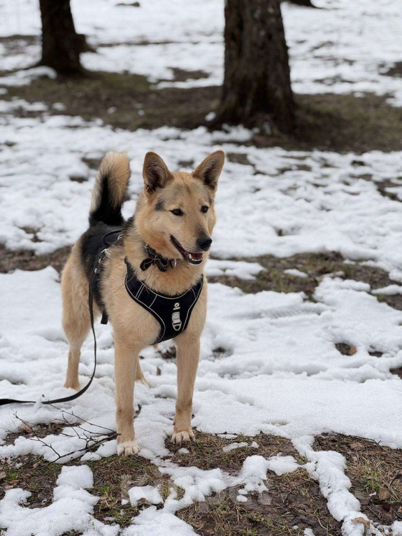 Собаки в Москве: Красавчик добряк Мальчик, Бесплатно - фото 3