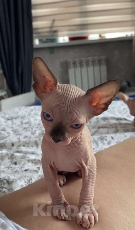 Кошки в Омске: Котята канадского сфинкса Мальчик, 15 000 руб. - фото 4