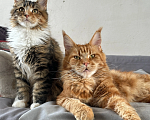 Кошки в других городах Свердловской области: Котята мейн-кун, черепахи Девочка, 40 000 руб. - фото 2
