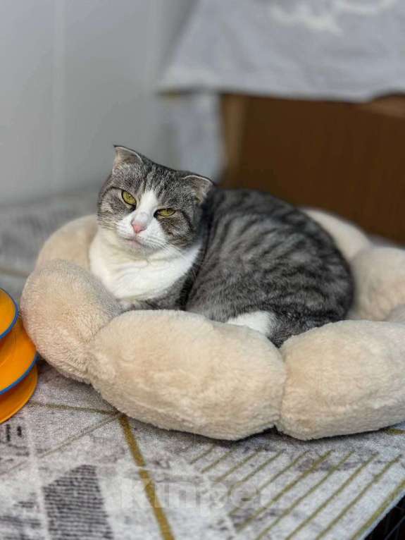 Кошки в Санкт-Петербурге: Зена — бесстрашная королева ищет дом!  Девочка, Бесплатно - фото 1